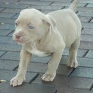 Meet your Posher, Irish